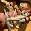 Dry Magic Mushrooms - Sugar Magnolias OZ