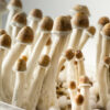 Dry Magic Mushrooms - Good Moods Penis Envy