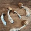 Dry Magic Mushrooms - Good Moods
