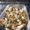 Dry Magic Mushrooms - Good Moods Penis Envy