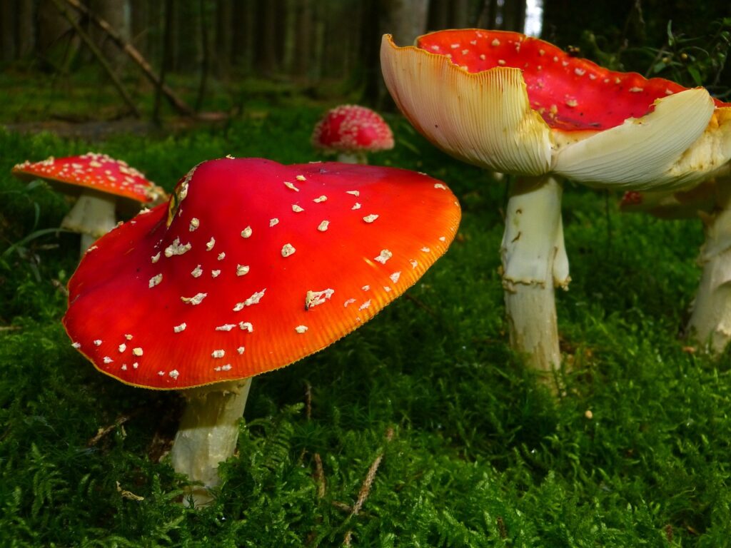 Several red Amanita muscaria mushrooms with white spots growing in green moss on a forest floor.