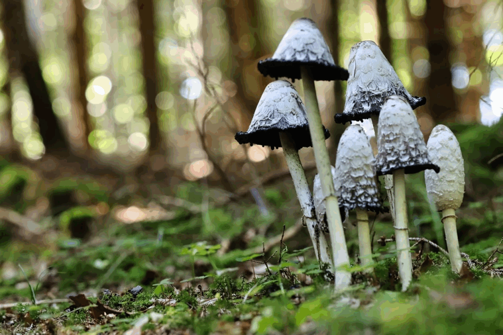 Cluster of tall, shaggy ink cap mushrooms growing from a mossy forest floor with sunlight in the background.