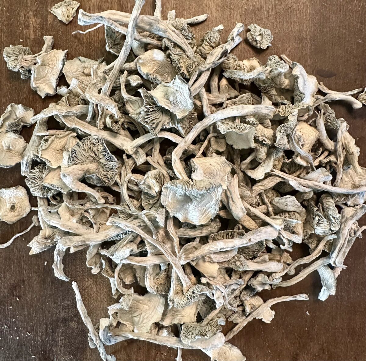 Albino Holy Ghost OZ