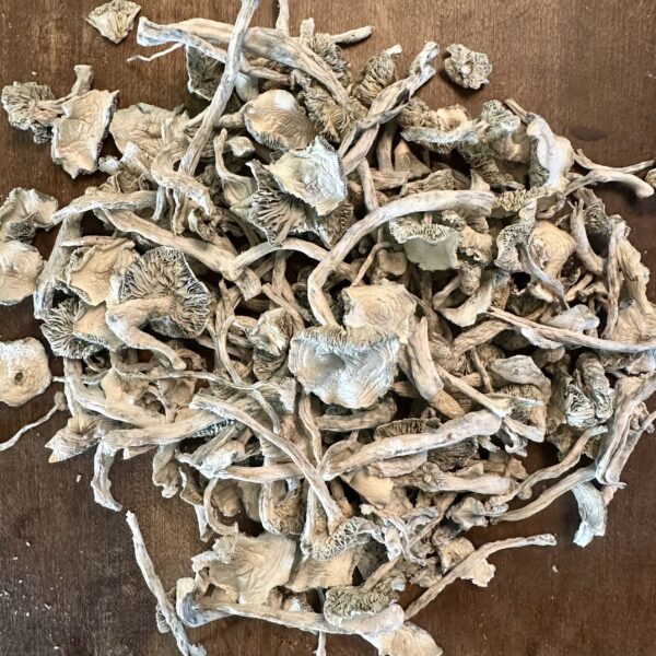 Albino Holy Ghost OZ