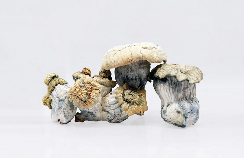 The Psychedelic Power of Shakti Mushrooms: A Deep Dive