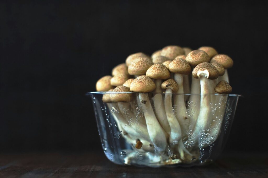 Golden Teacher magic mushrooms with golden-brown caps and long stems growing densely in a glass container.