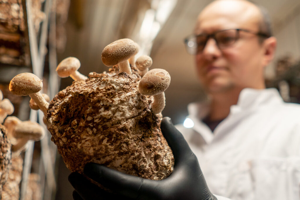 Scientist examining a cluster of mushrooms growing from a cultivation block inside a lab environment.