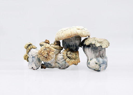 What Makes Shakti Mushrooms a Top Choice for Mind Expansion?