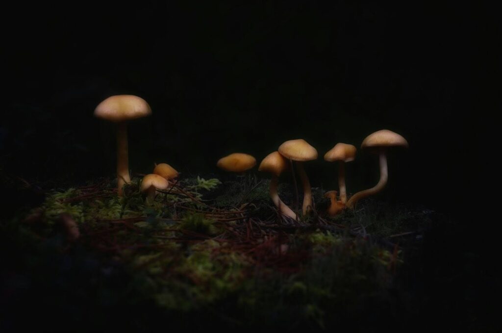 Cluster of small Golden Teacher mushrooms growing in a dark forest environment illuminated by soft natural light.