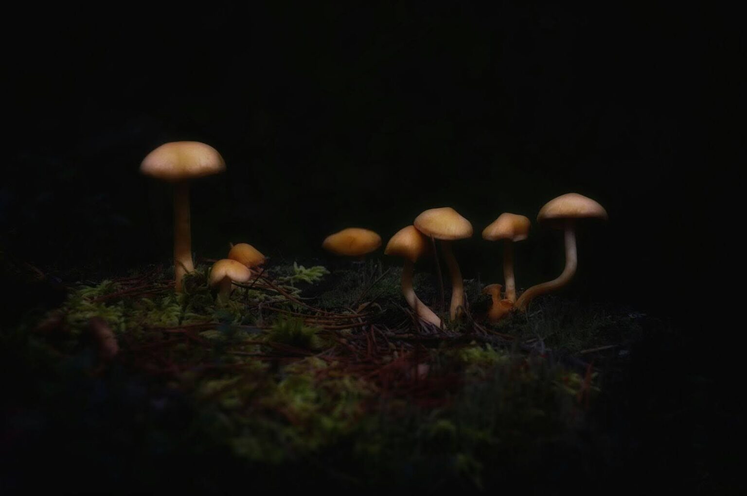 Cluster of small Golden Teacher mushrooms growing in a dark forest environment illuminated by soft natural light.