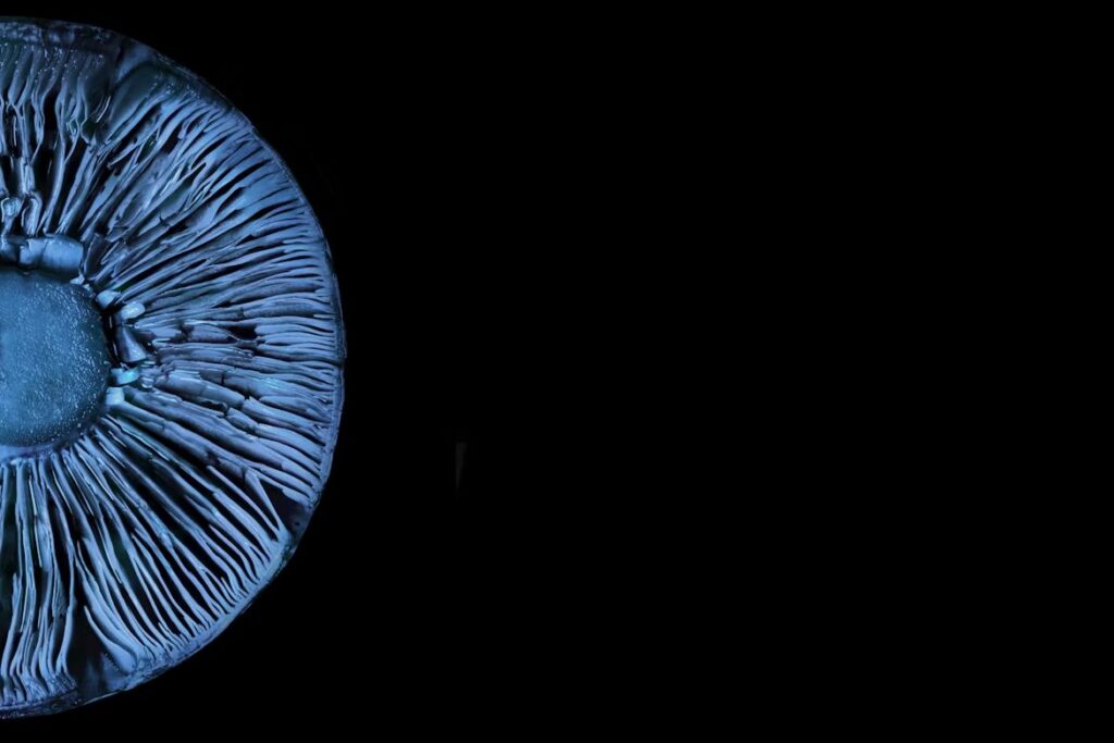 The Potency of Blue Meanie Mushrooms - Tips for Safe Use