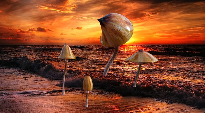 Effects of Golden Teacher mushrooms: What to expect?