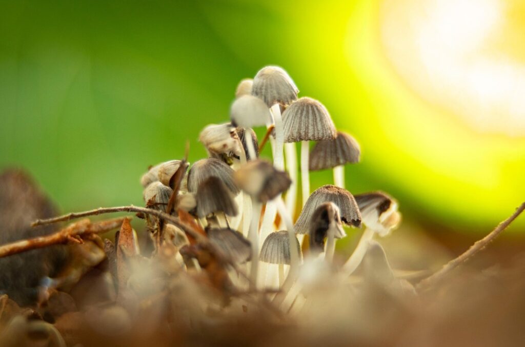 How to Optimize Your Trip with Blue Meanie Mushrooms