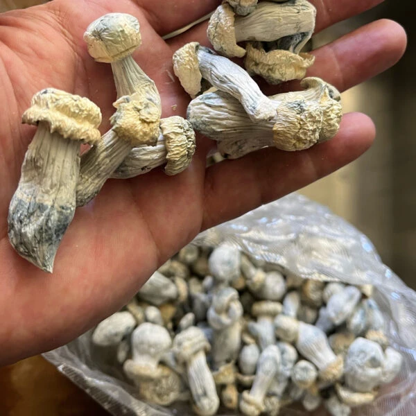 Ghost magic mushroom | For therapeutic, loving & healing purposes only