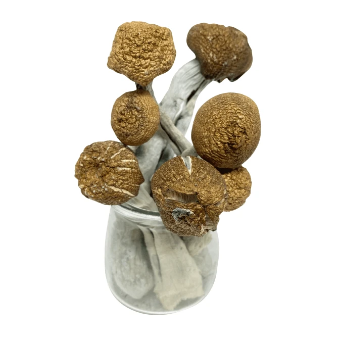 psychedelic mushroom strains