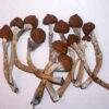 Hillbilly Microdose Magic Mushrooms - Good Moods