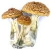 Jedi Mind Fuck OZ Magic Mushrooms | Perfect for a spiritual experience