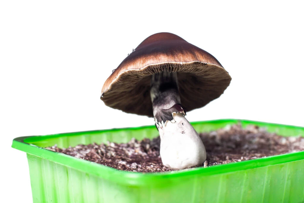 Enigma Mushroom Strain: The Blob-like Potency Explained