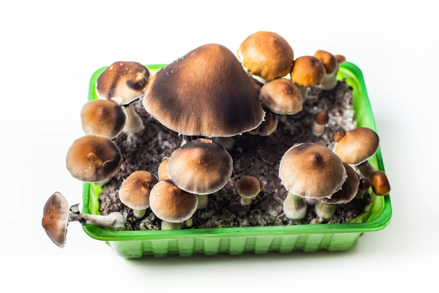 Enigma Mushroom Strain: The Blob-like Potency Explained