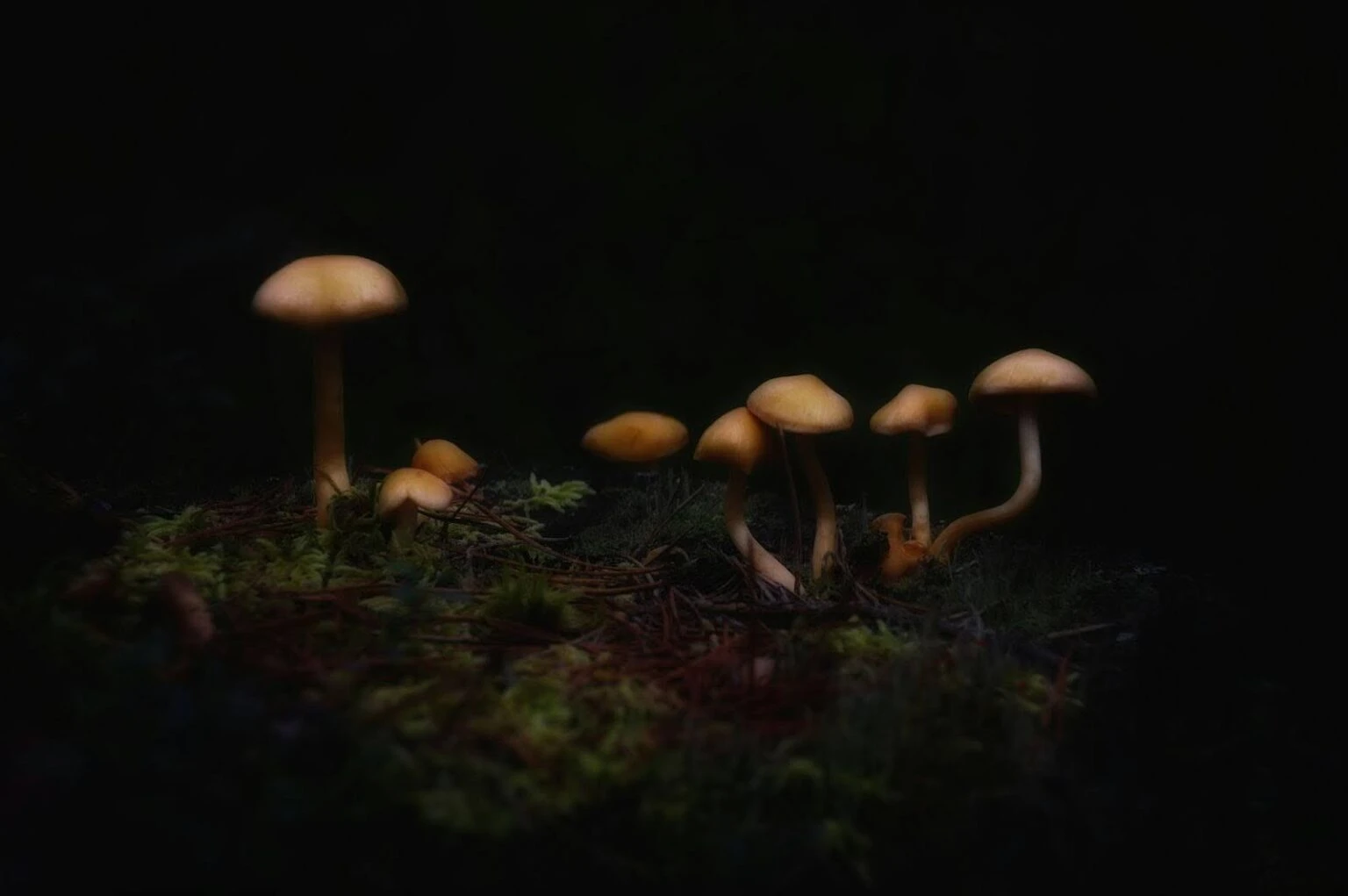 Golden Teacher Mushrooms and Spiritual Awakening - Exploring Their Mystical Side