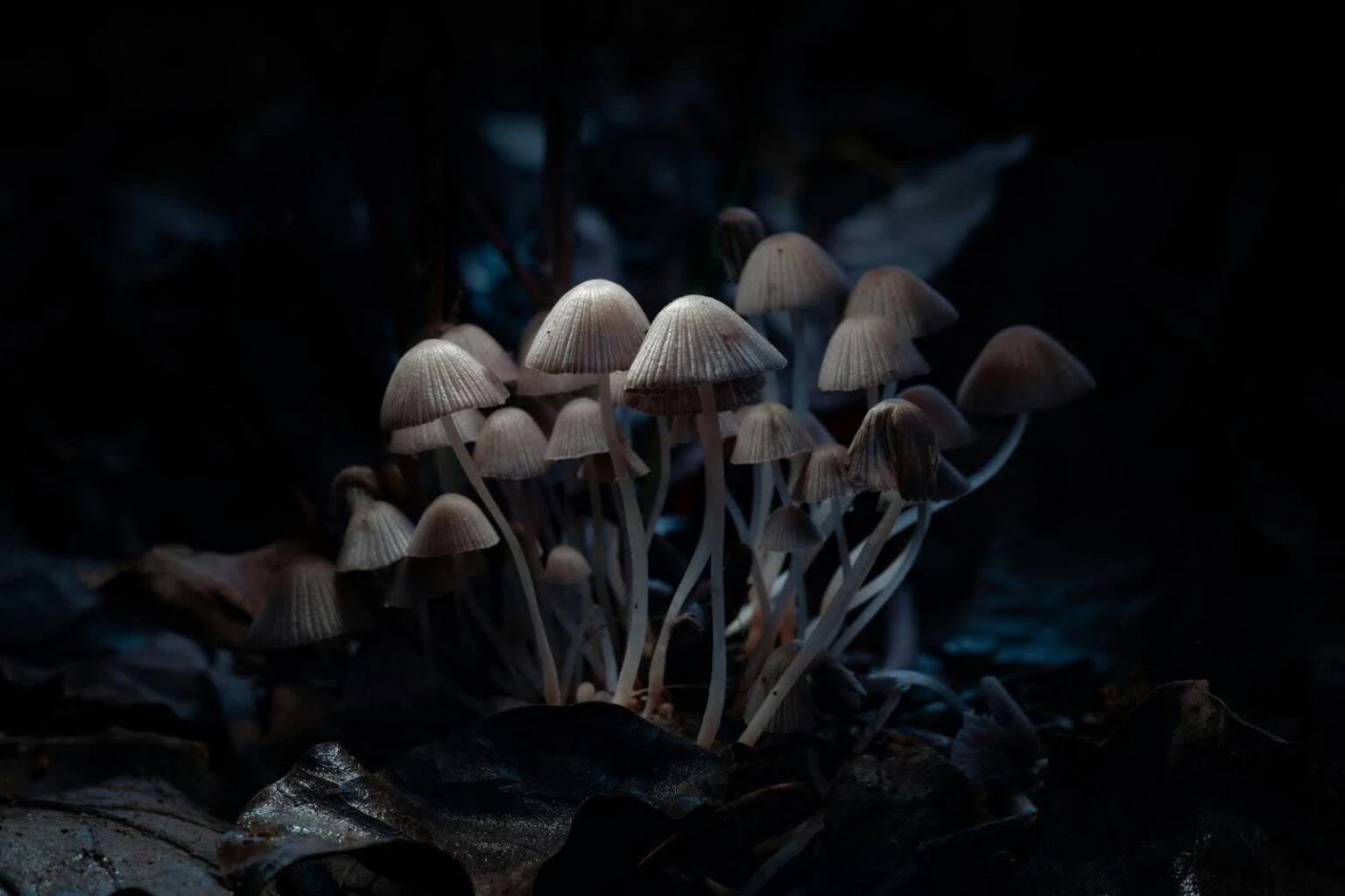 Matias Romero Mushrooms in Ancient Cultures - A Historical Perspective